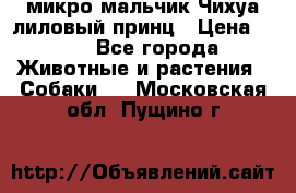 микро мальчик Чихуа лиловый принц › Цена ­ 90 - Все города Животные и растения » Собаки   . Московская обл.,Пущино г.